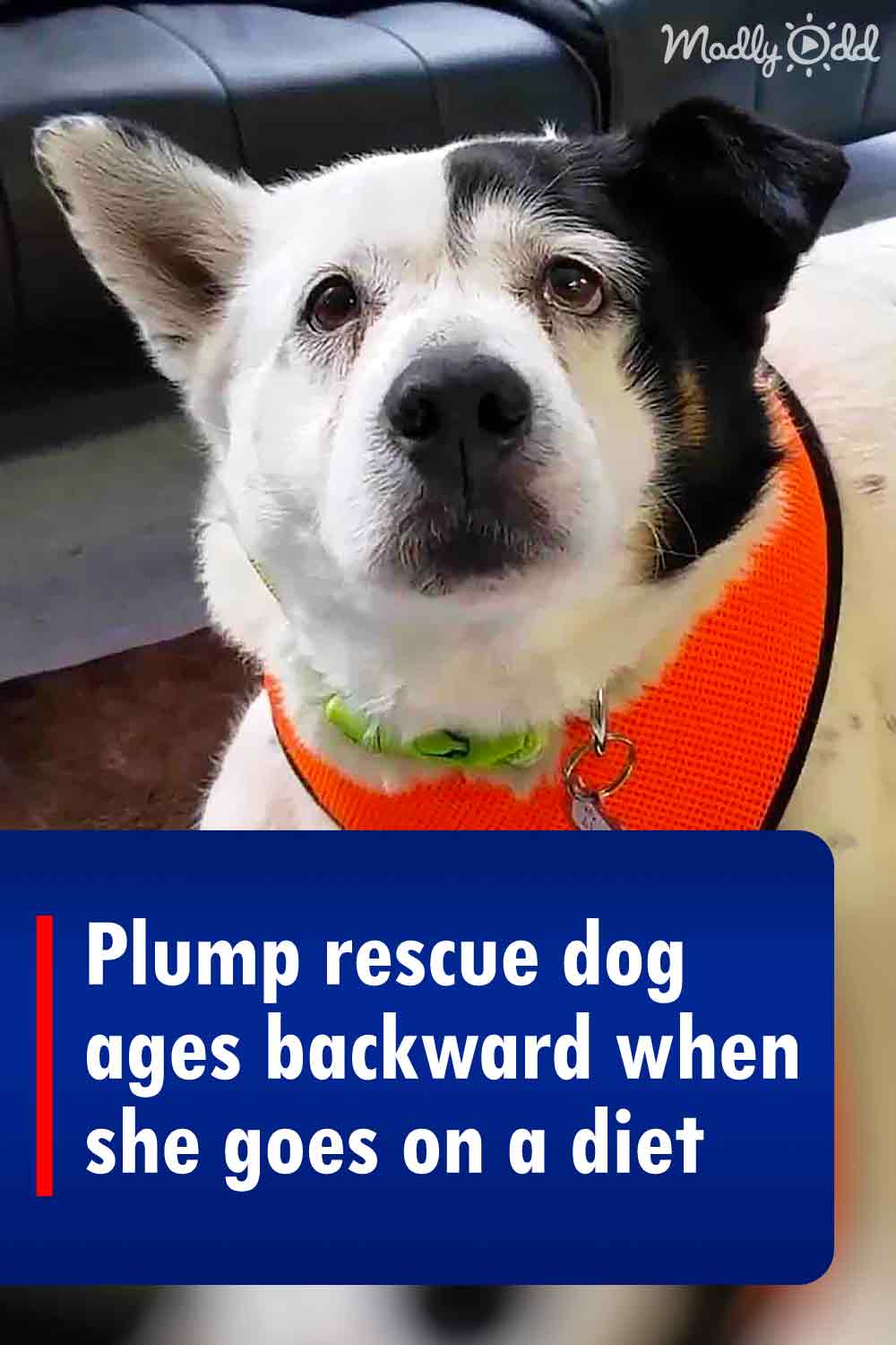 Plump rescue dog ages backward when she goes on a diet
