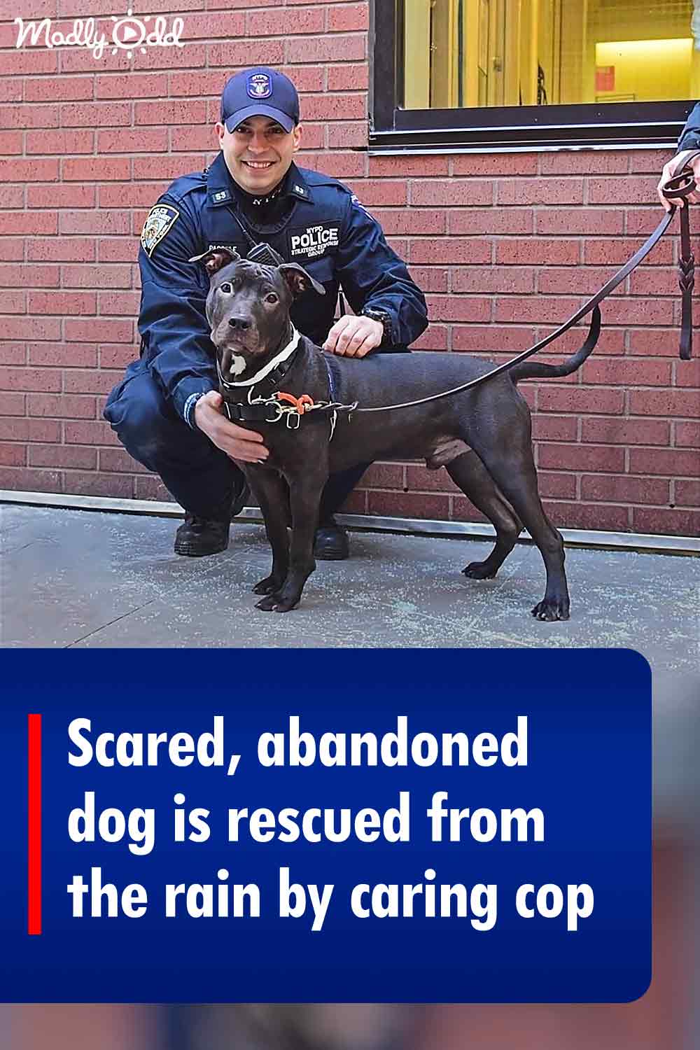Scared, abandoned dog is rescued from the rain by caring cop