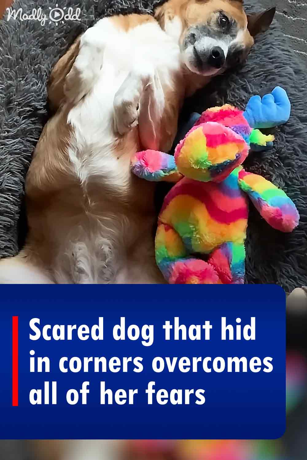 Scared dog that hid in corners overcomes all of her fears