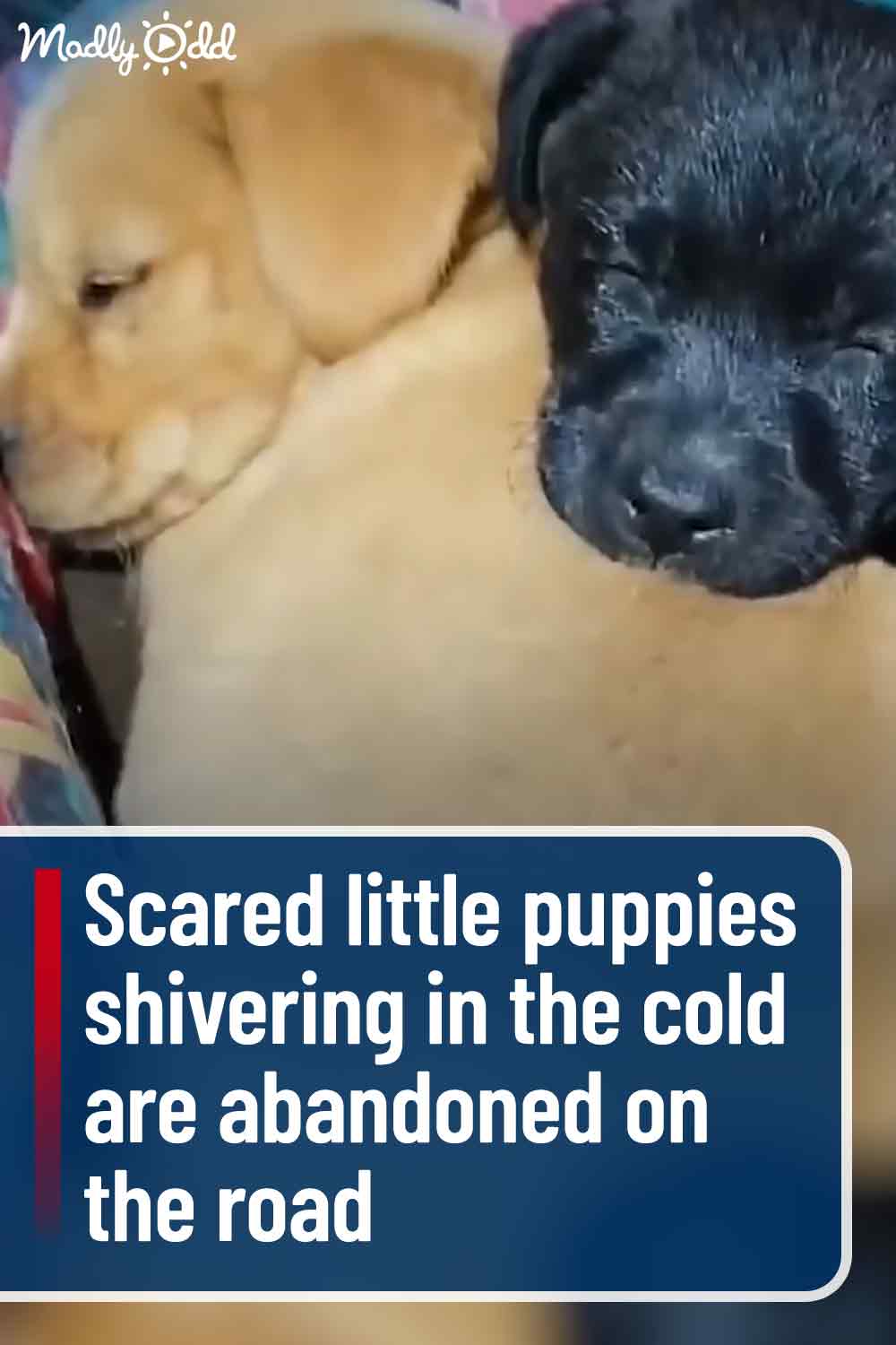 Scared little puppies shivering in the cold are abandoned on the road