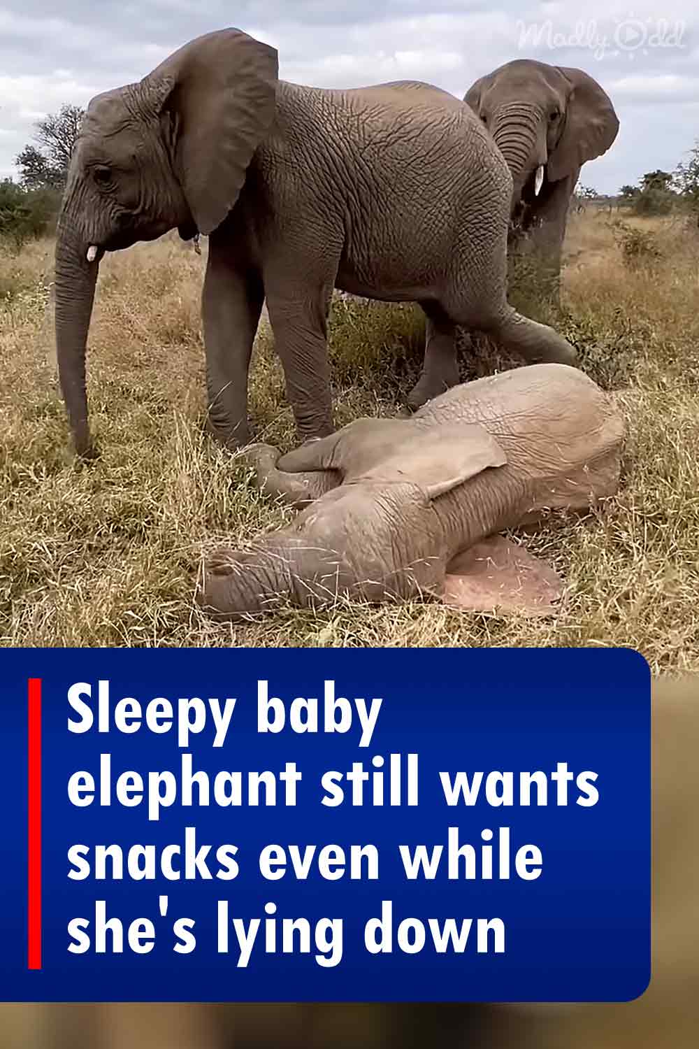 Sleepy baby elephant still wants snacks even while she\'s lying down