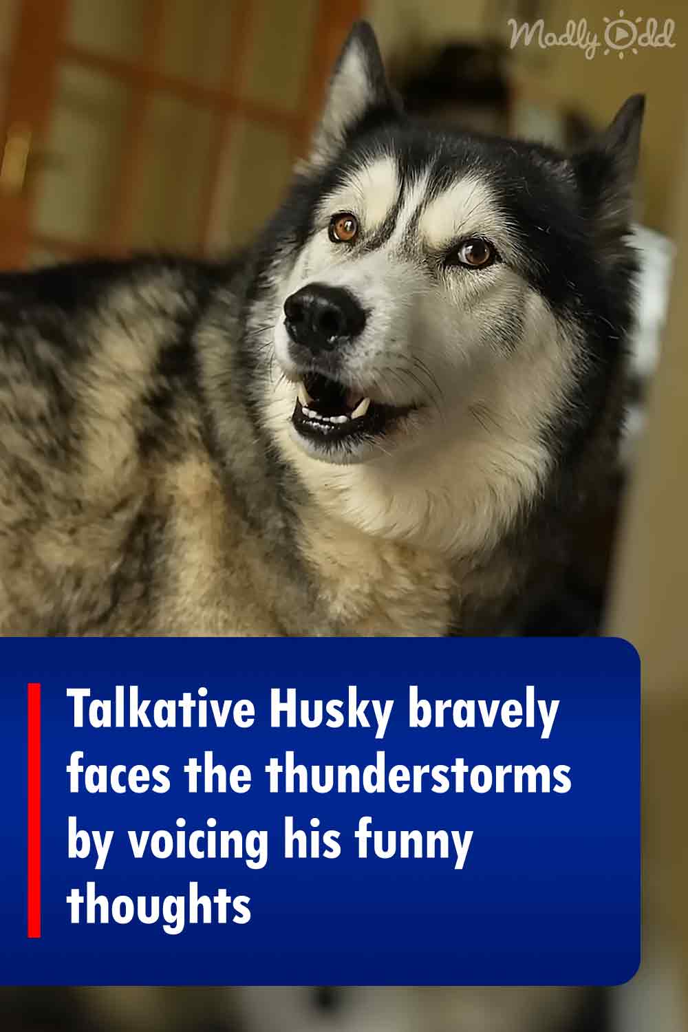 Talkative Husky bravely faces the thunderstorms by voicing his funny thoughts