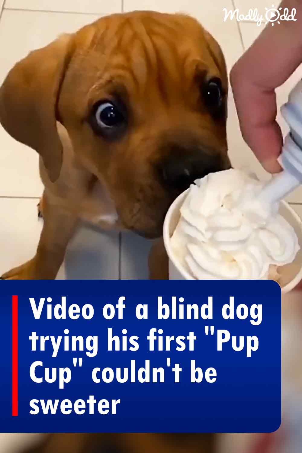 Video of a blind dog trying his first \