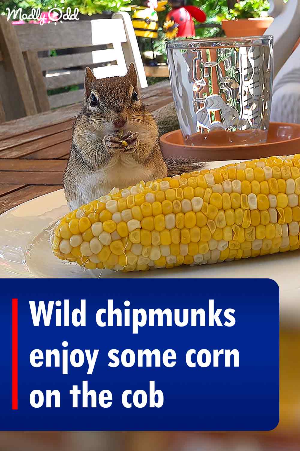 Wild chipmunks enjoy some corn on the cob