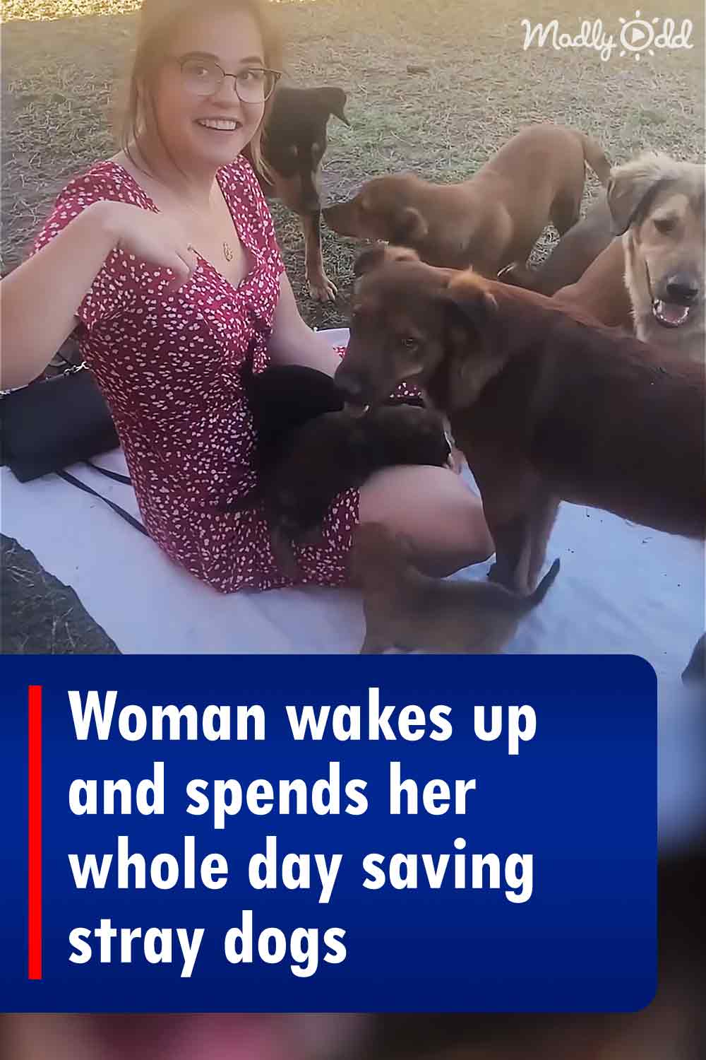 Woman wakes up and spends her whole day saving stray dogs