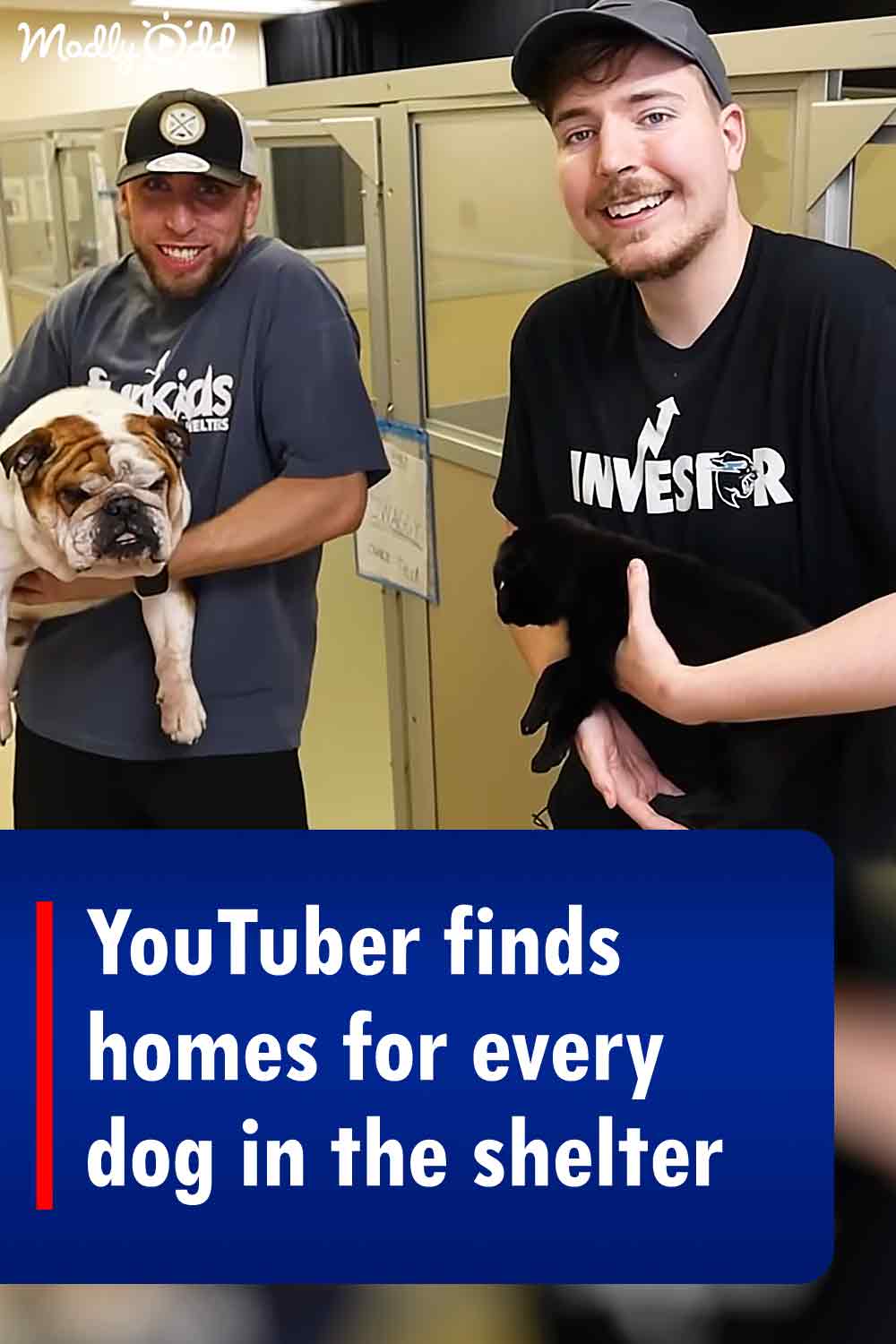 YouTuber finds homes for every dog in the shelter