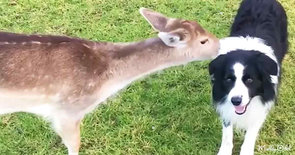 Baby deer and Border Collie
