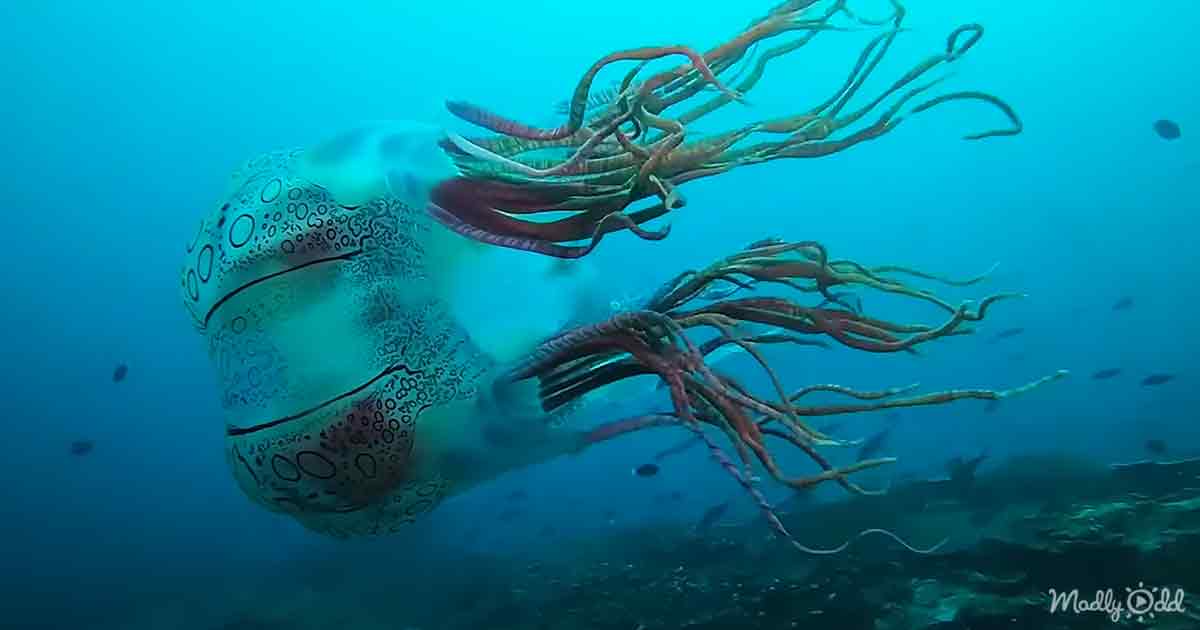 ‘Almost fell out of my chair’ – unusual jellyfish sparks debate