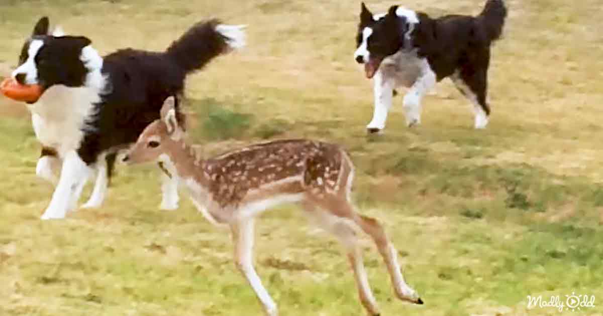 Baby deer and Border Collie