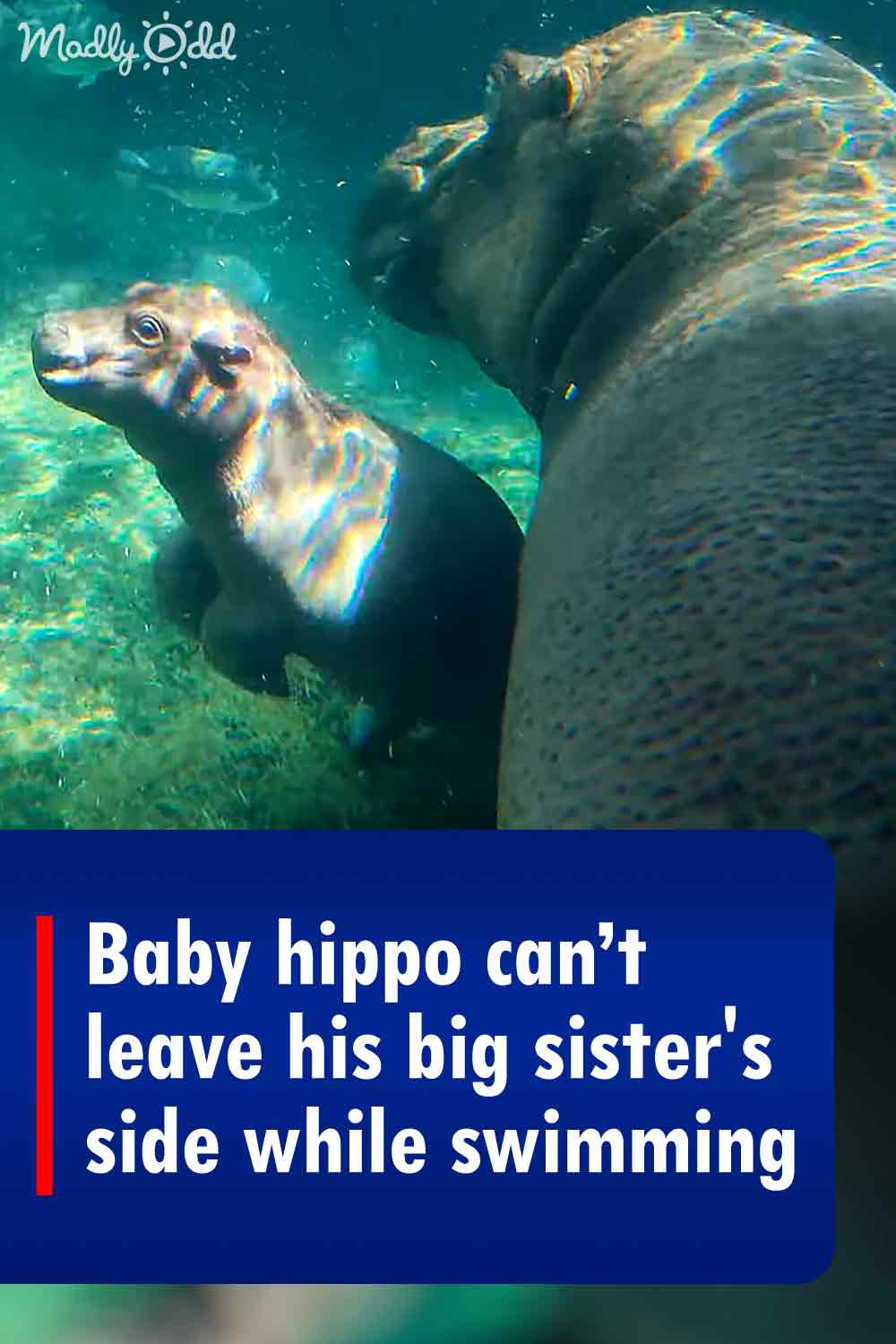 Baby hippo can’t leave his big sister\'s side while swimming