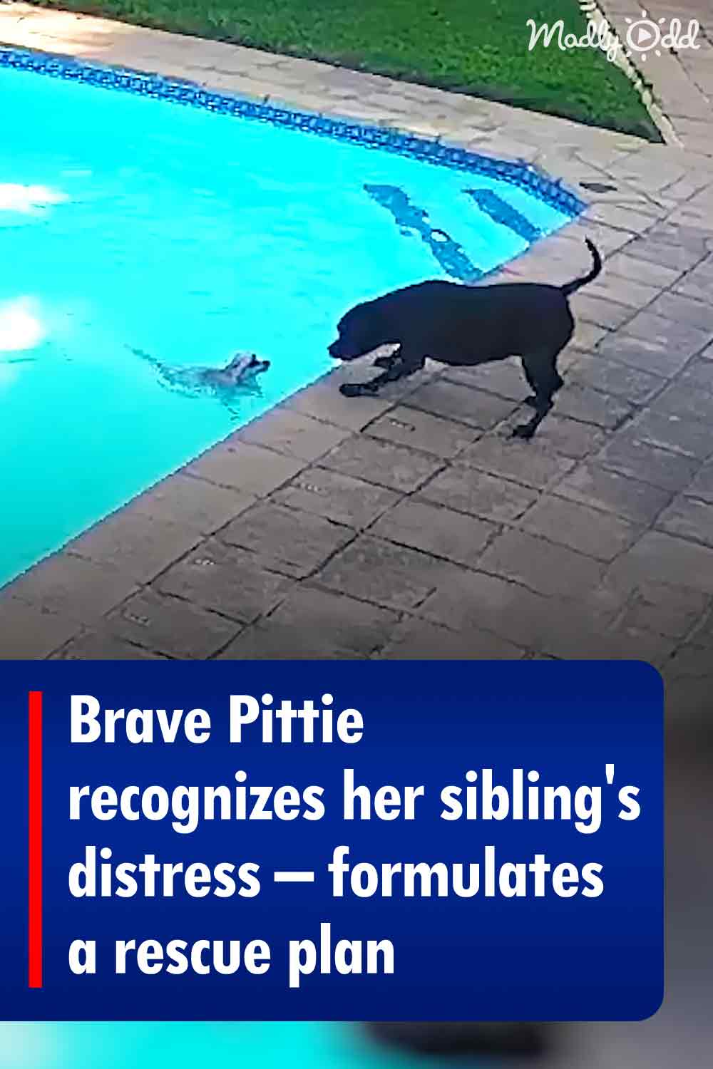 Brave Pittie recognizes her sibling\'s distress – formulates a rescue plan