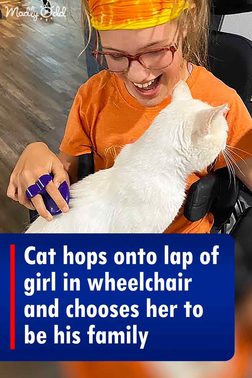 Cat hops onto lap of girl in wheelchair and chooses her to be his family