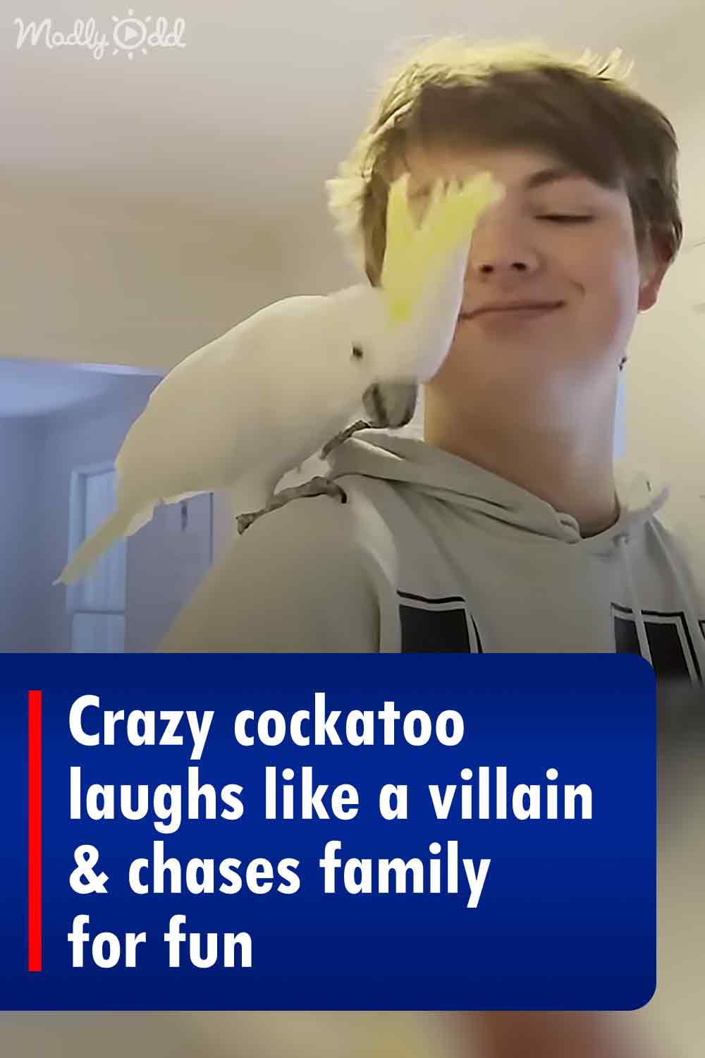 Crazy cockatoo laughs like a villain & chases family for fun