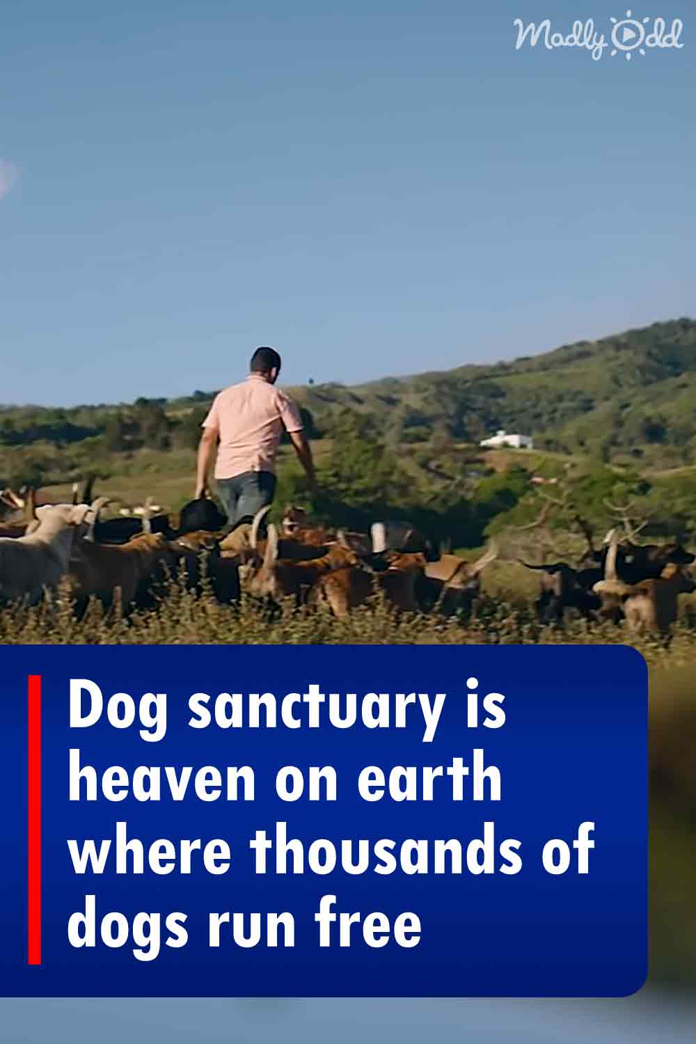 Dog sanctuary is heaven on earth where thousands of dogs run free