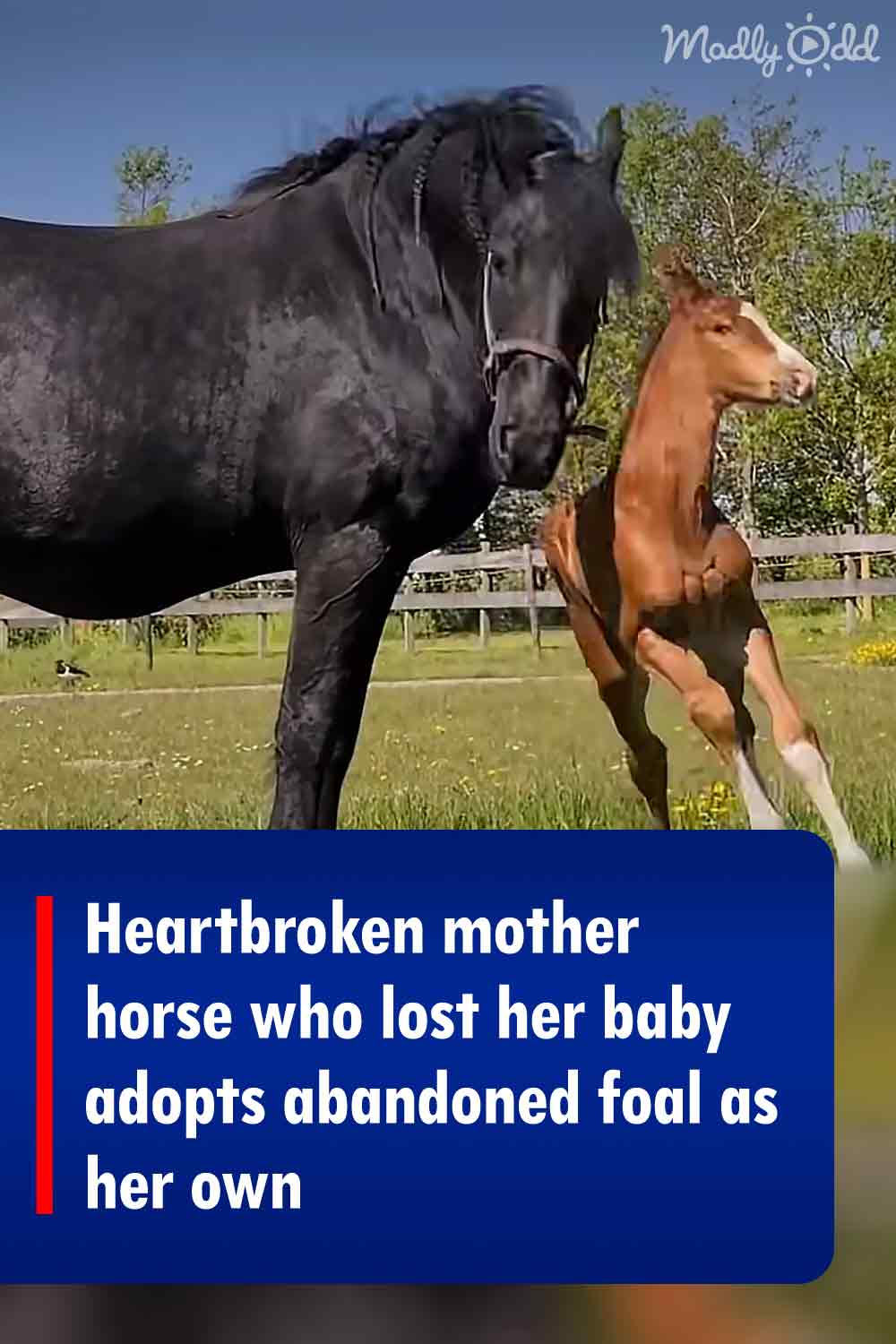 Heartbroken mother horse who lost her baby adopts abandoned foal as her own