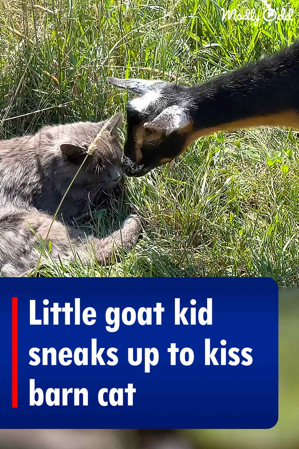 Little goat kid sneaks up to kiss barn cat