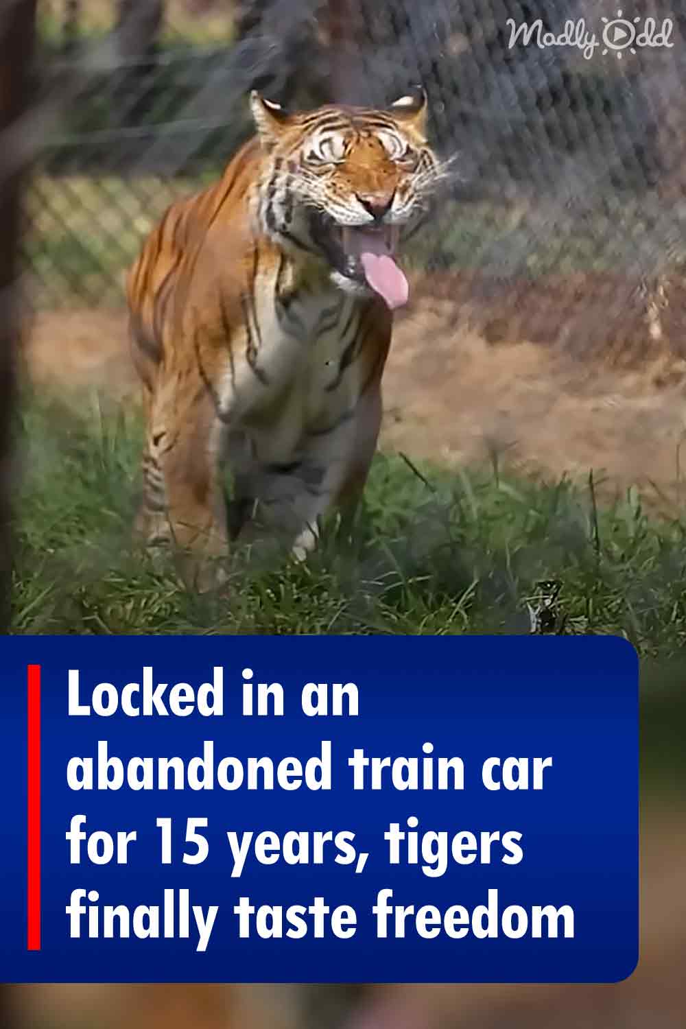 Locked in an abandoned train car for 15 years, tigers finally taste freedom