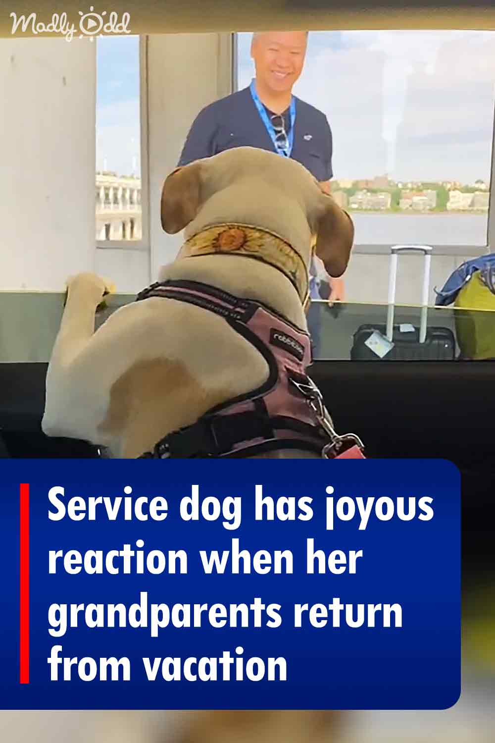 Service dog has joyous reaction when her grandparents return from vacation