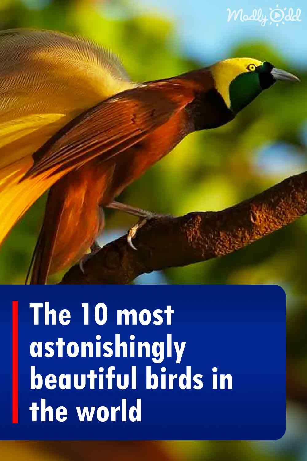 The 10 most astonishingly beautiful birds in the world