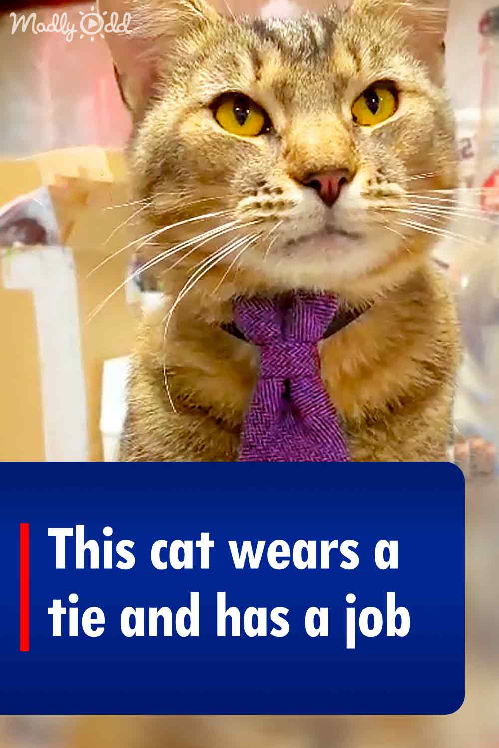 This cat wears a tie and has a job