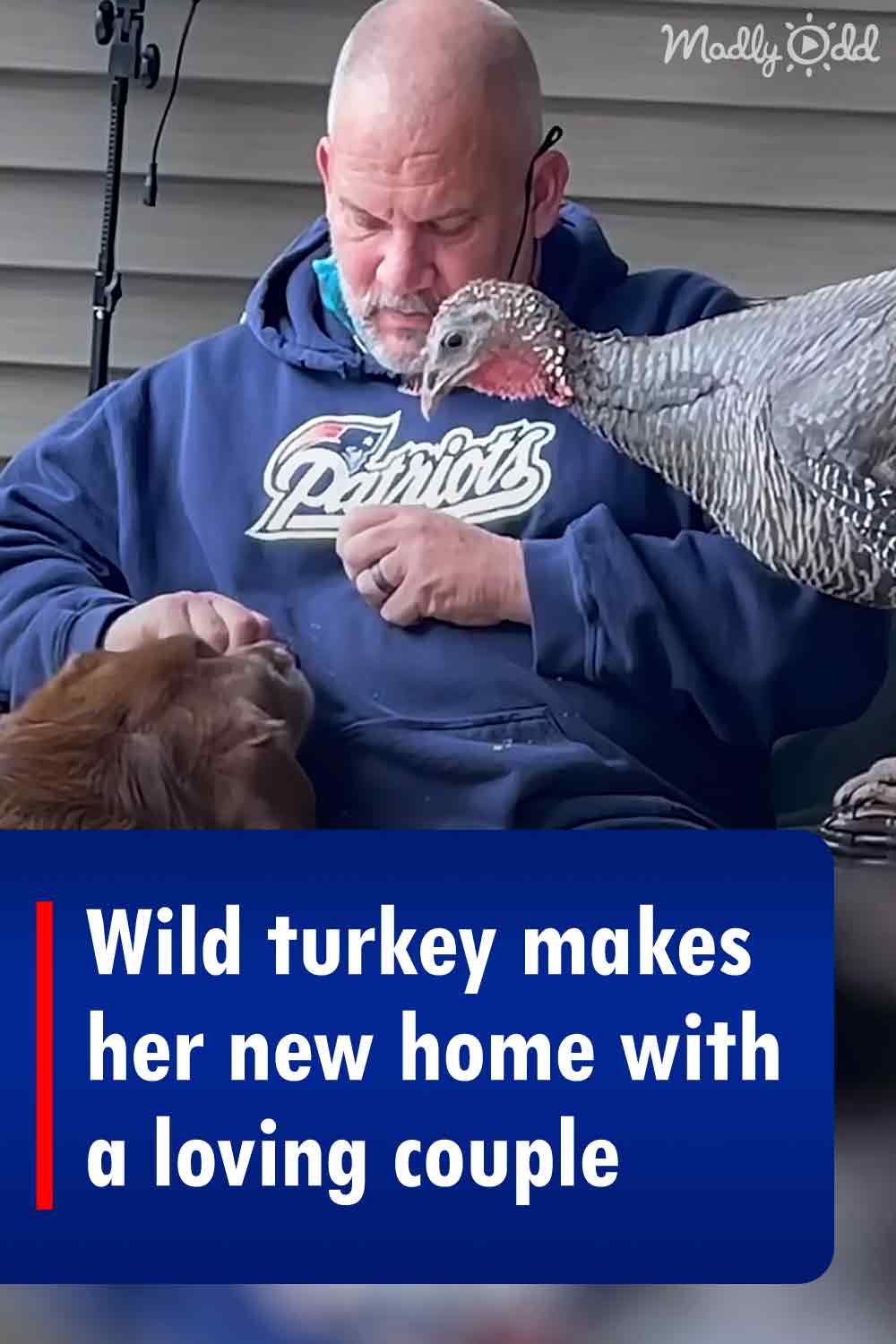 Wild turkey makes her new home with a loving couple