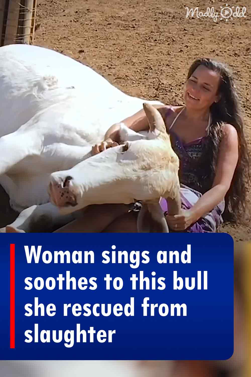 Woman sings and soothes to this bull she rescued from slaughter