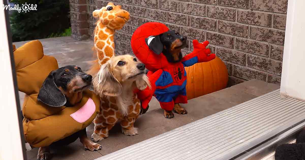 Wiener Dogs Halloween