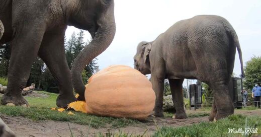 Elephants Cheerfully Smashing Giant Pumpkins Madly Odd