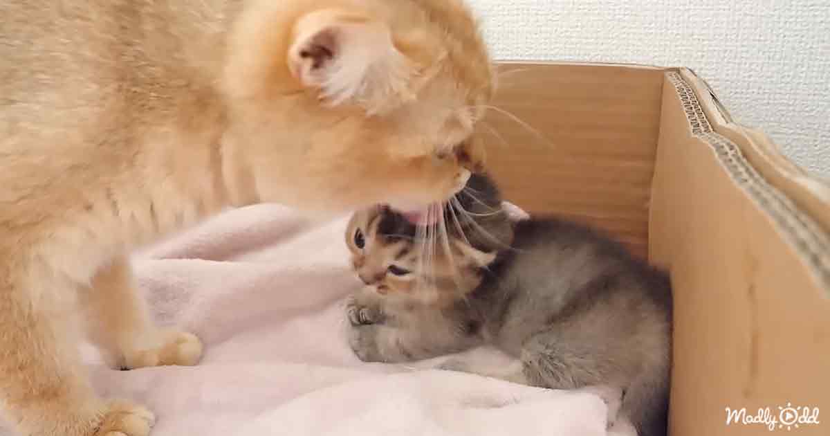 Adorable kitten and mama cat