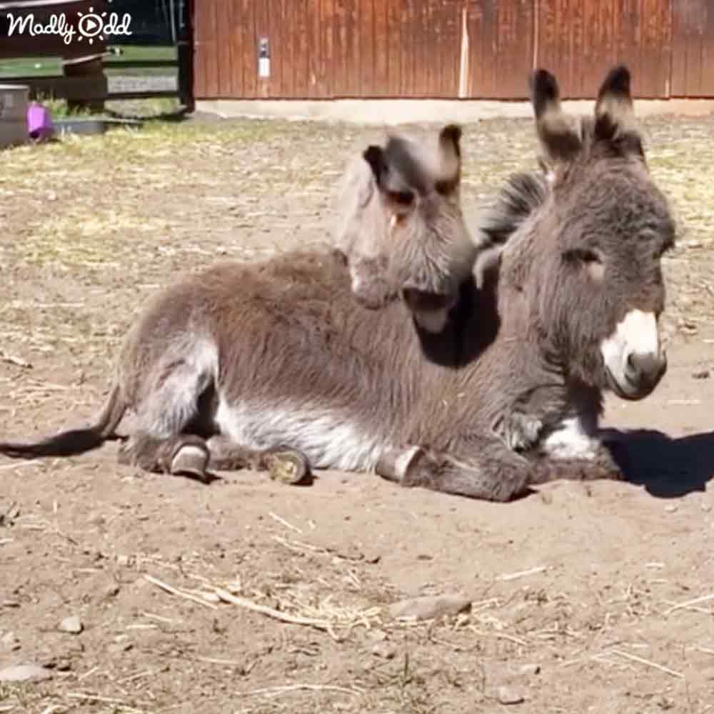 Mama donkey and her newborn foal