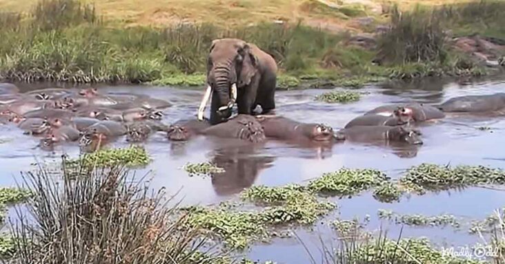 Giant elephant and hippos