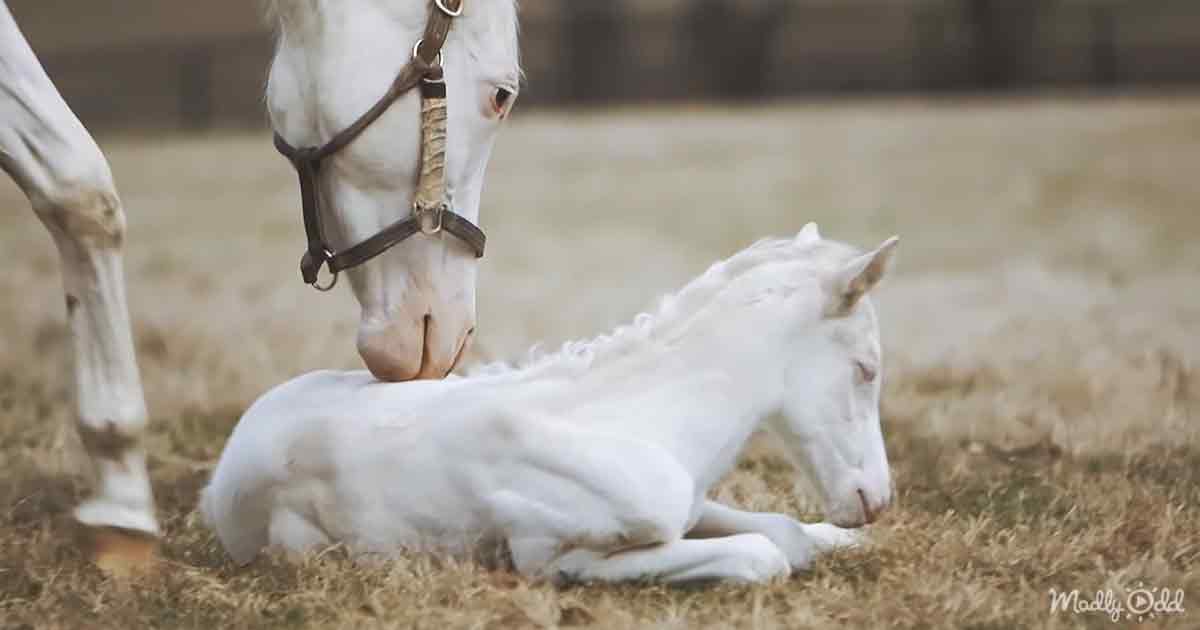 The white thoroughbred foal