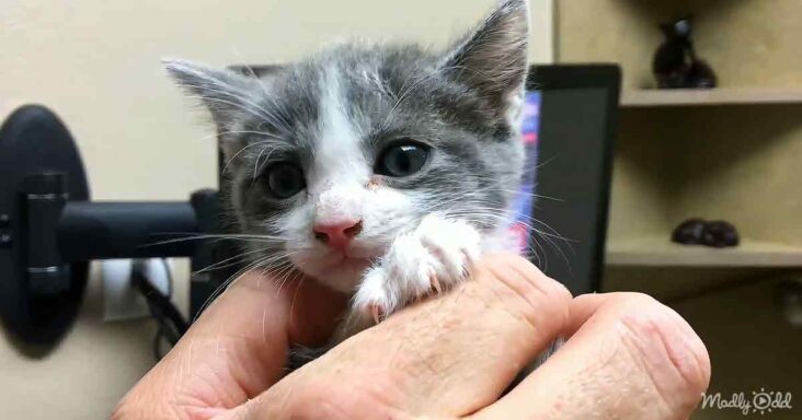 Rescued little kitten