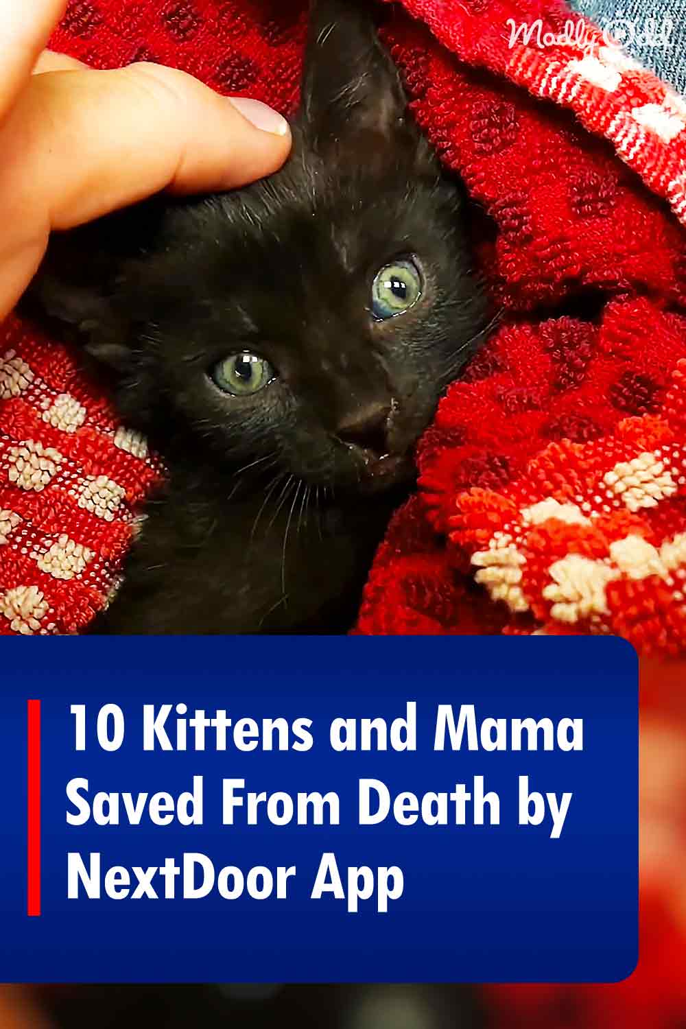 10 Kittens and Mama Saved From Death by NextDoor App