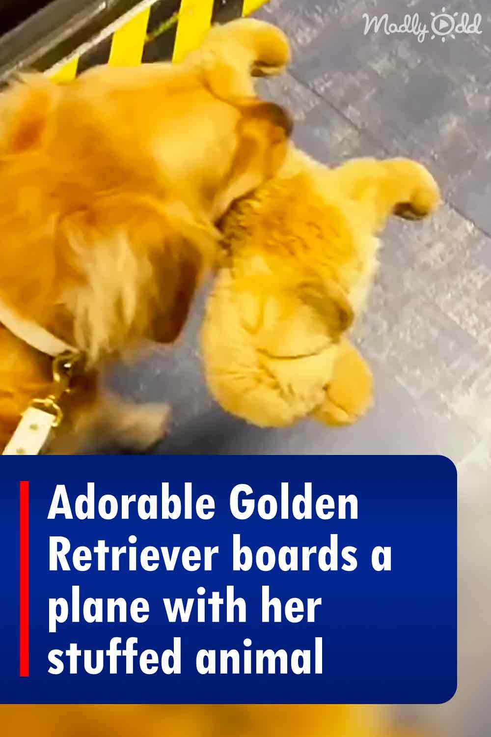 Adorable Golden Retriever boards a plane with her stuffed animal