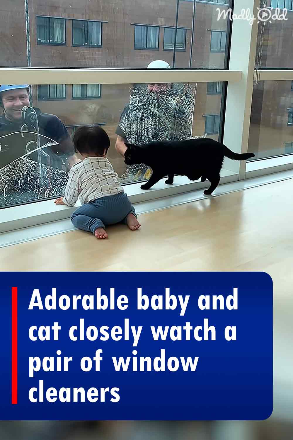 Adorable baby and cat closely watch a pair of window cleaners