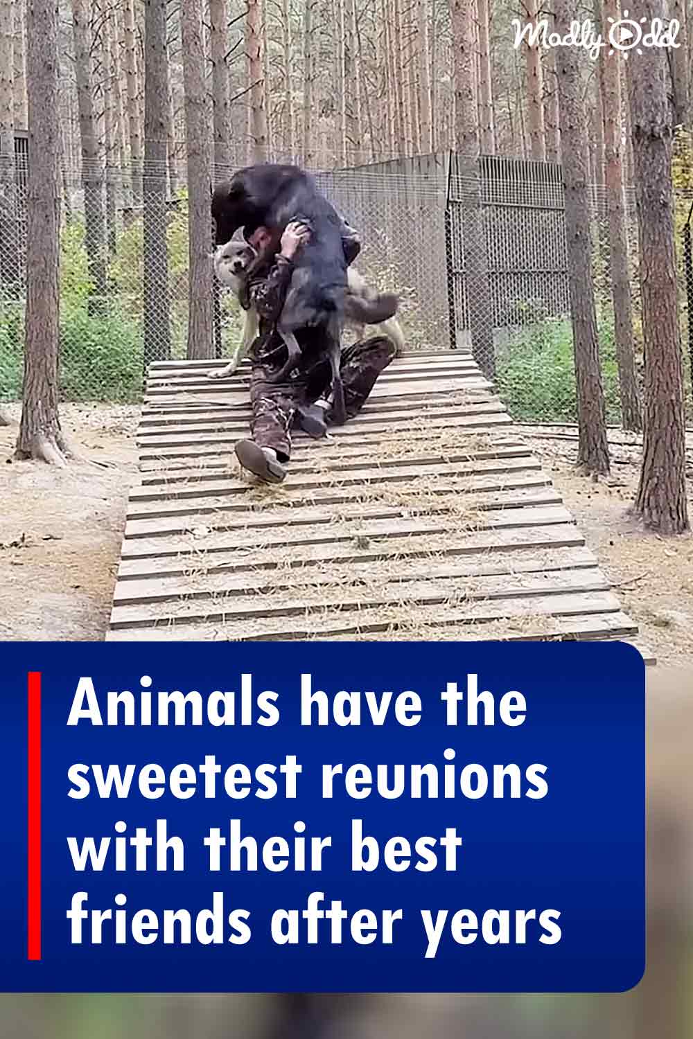 Animals have the sweetest reunions with their best friends after years