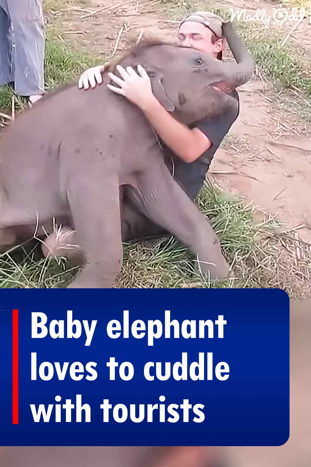 Baby elephant loves to cuddle with tourists