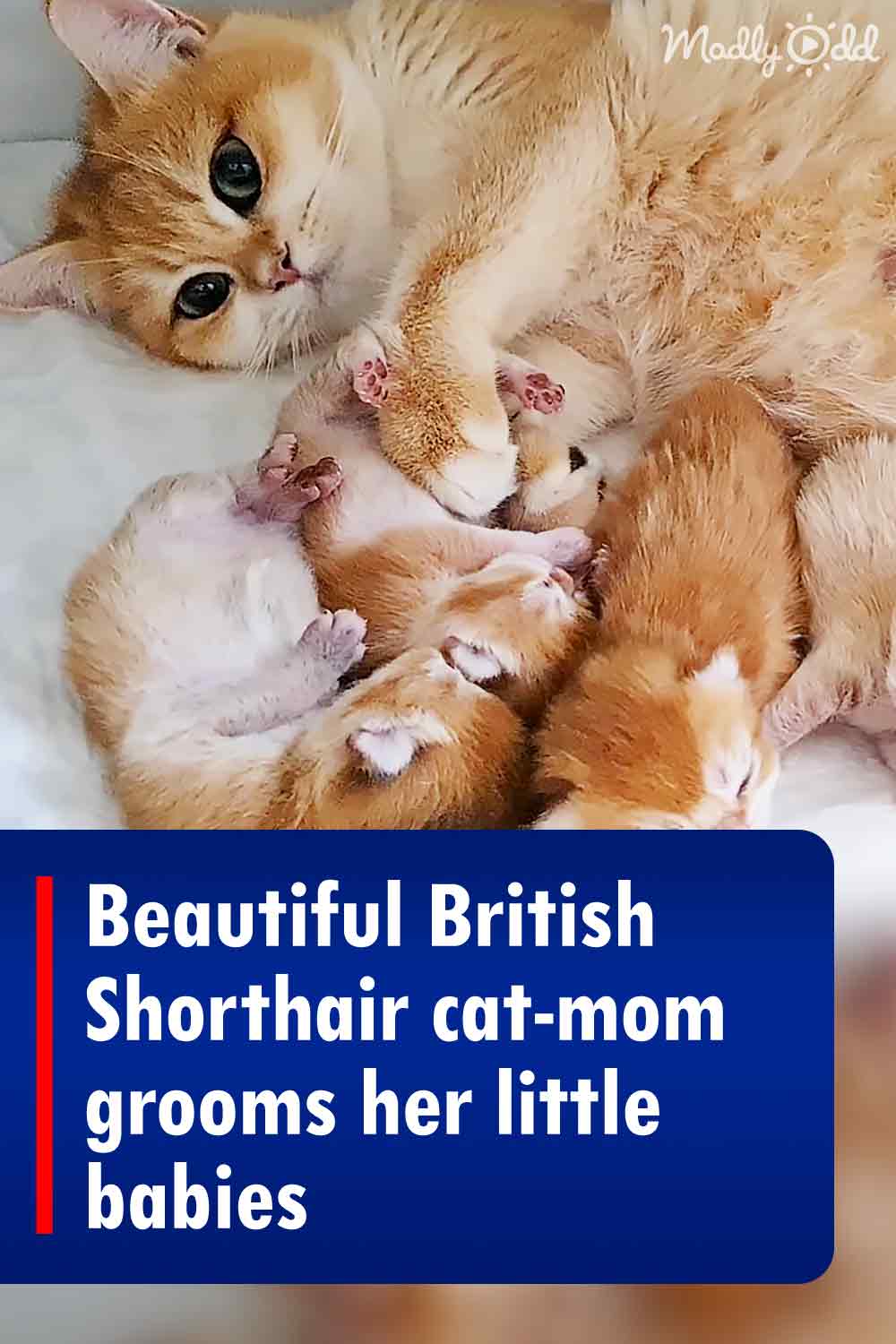 Beautiful British Shorthair cat-mom grooms her little babies