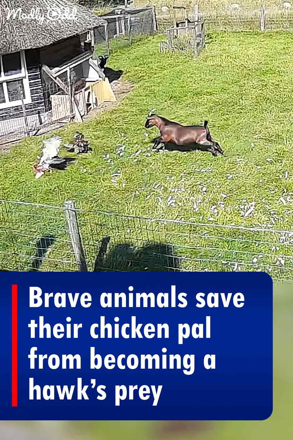 Brave animals save their chicken pal from becoming a hawk’s prey