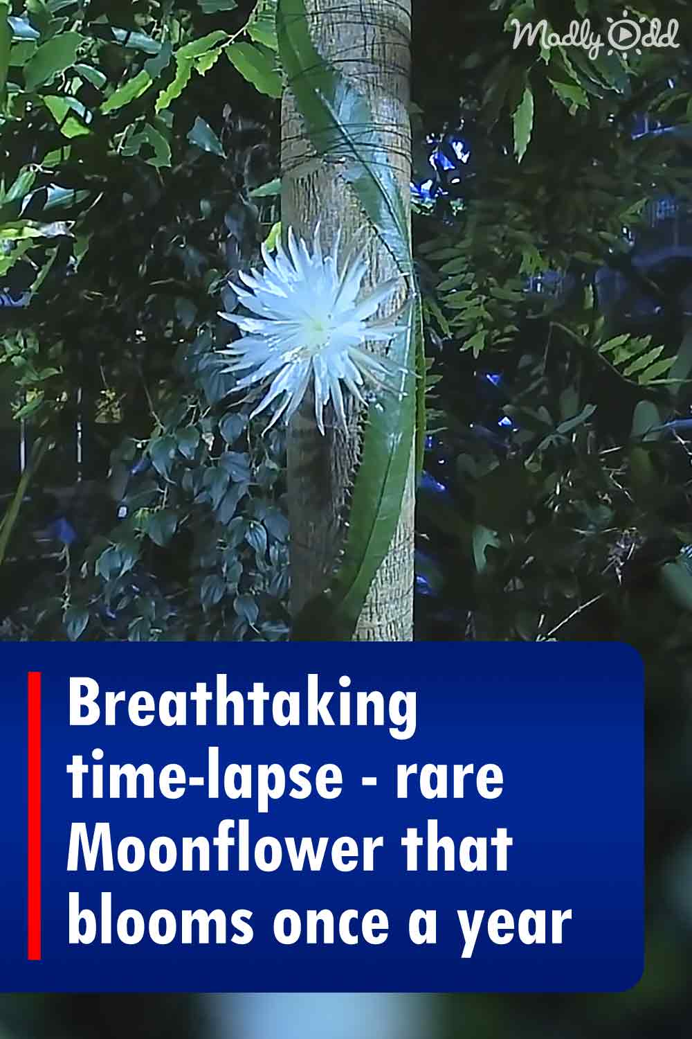 Breathtaking time-lapse - rare Moonflower that blooms once a year