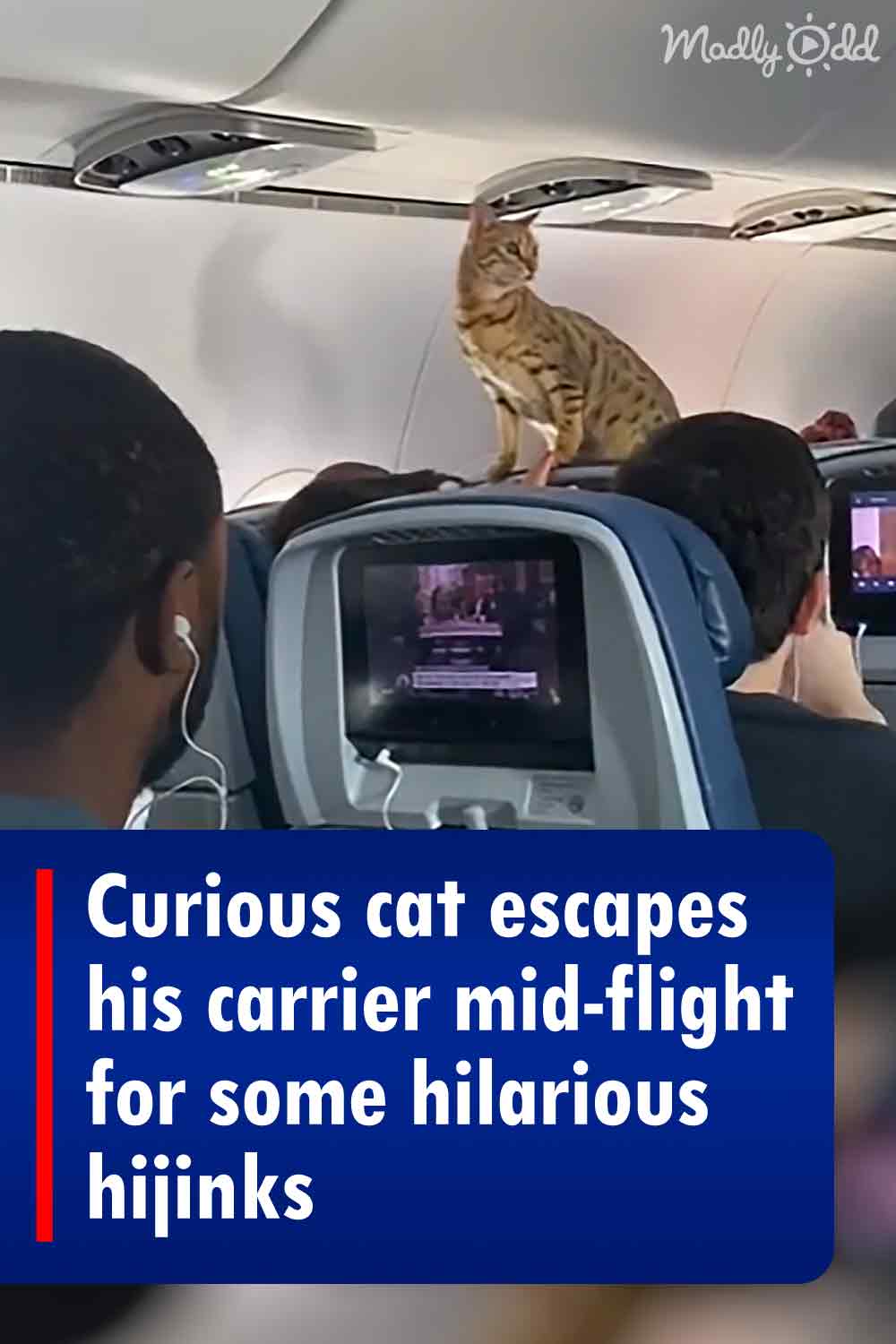 Curious cat escapes his carrier mid-flight for some hilarious hijinks