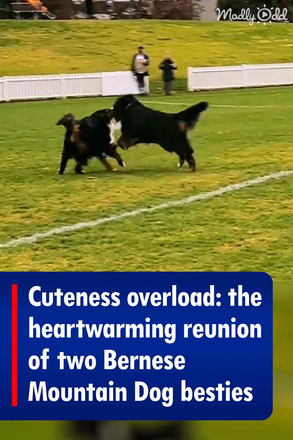 Cuteness overload: the heartwarming reunion of two Bernese Mountain Dog besties