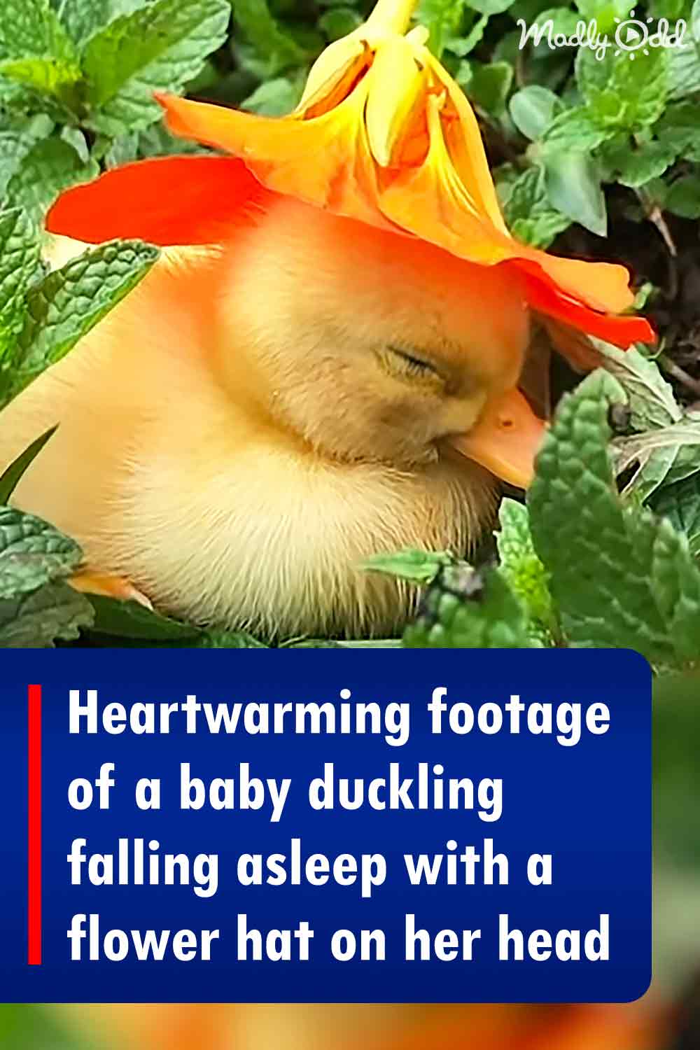 Heartwarming footage of a baby duckling falling asleep with a flower hat on her head
