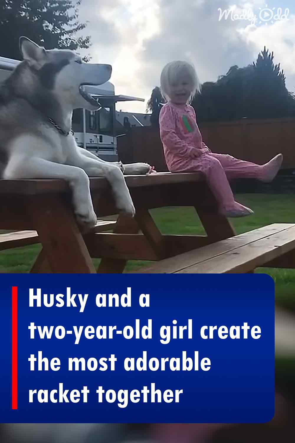Husky and a two-year-old girl create the most adorable racket together