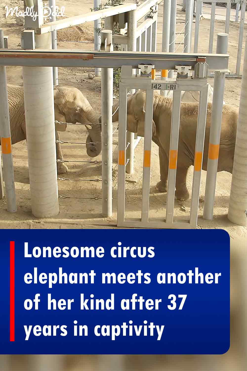 Lonesome circus elephant meets another of her kind after 37 years in captivity