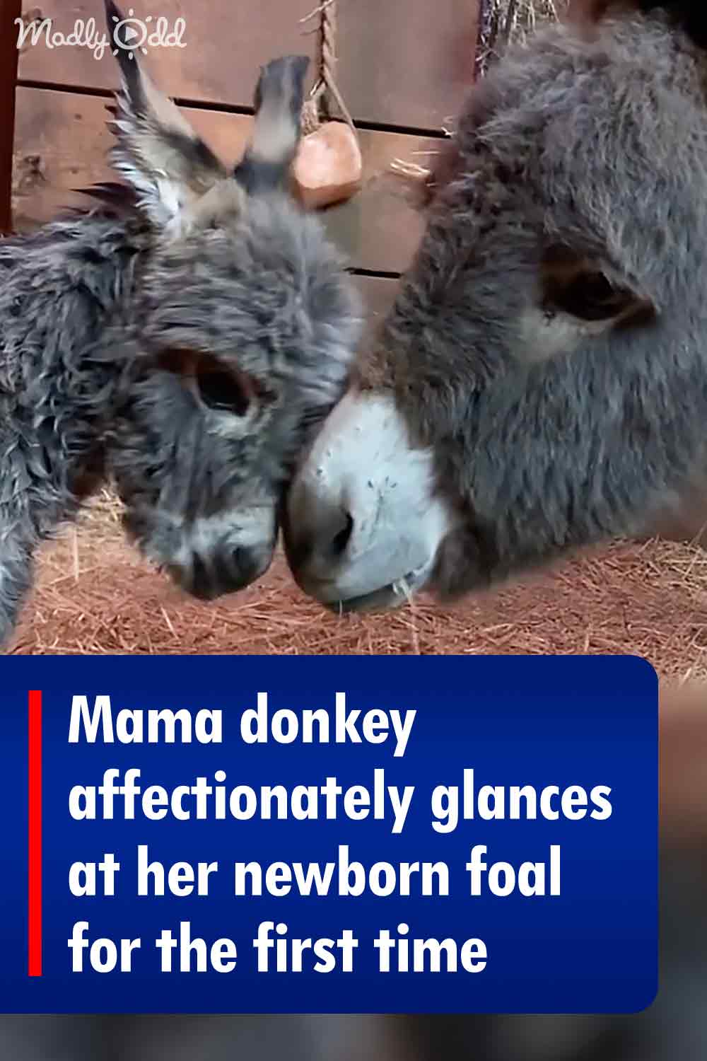 Mama donkey affectionately glances at her newborn foal for the first time