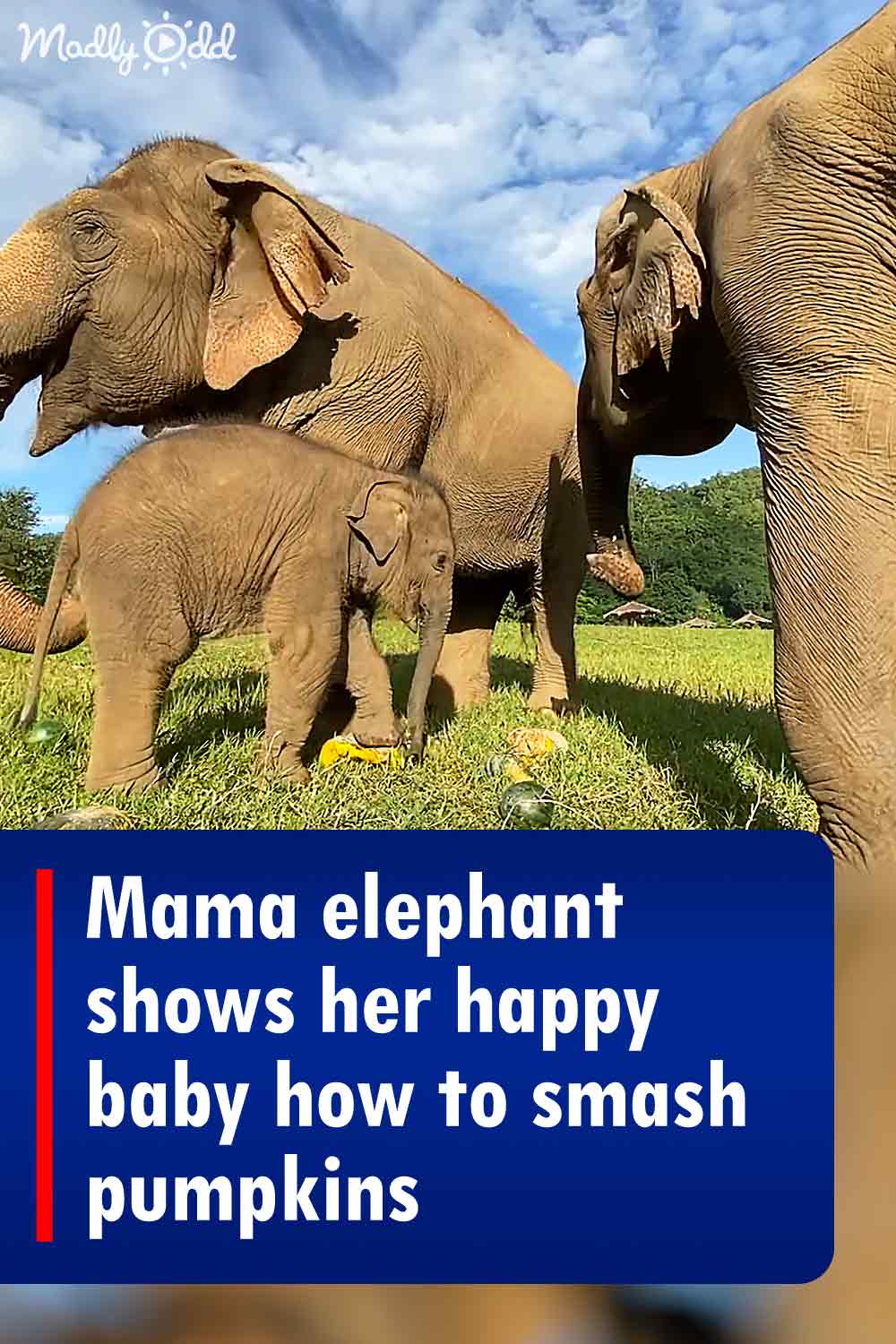 Mama elephant shows her happy baby how to smash pumpkins