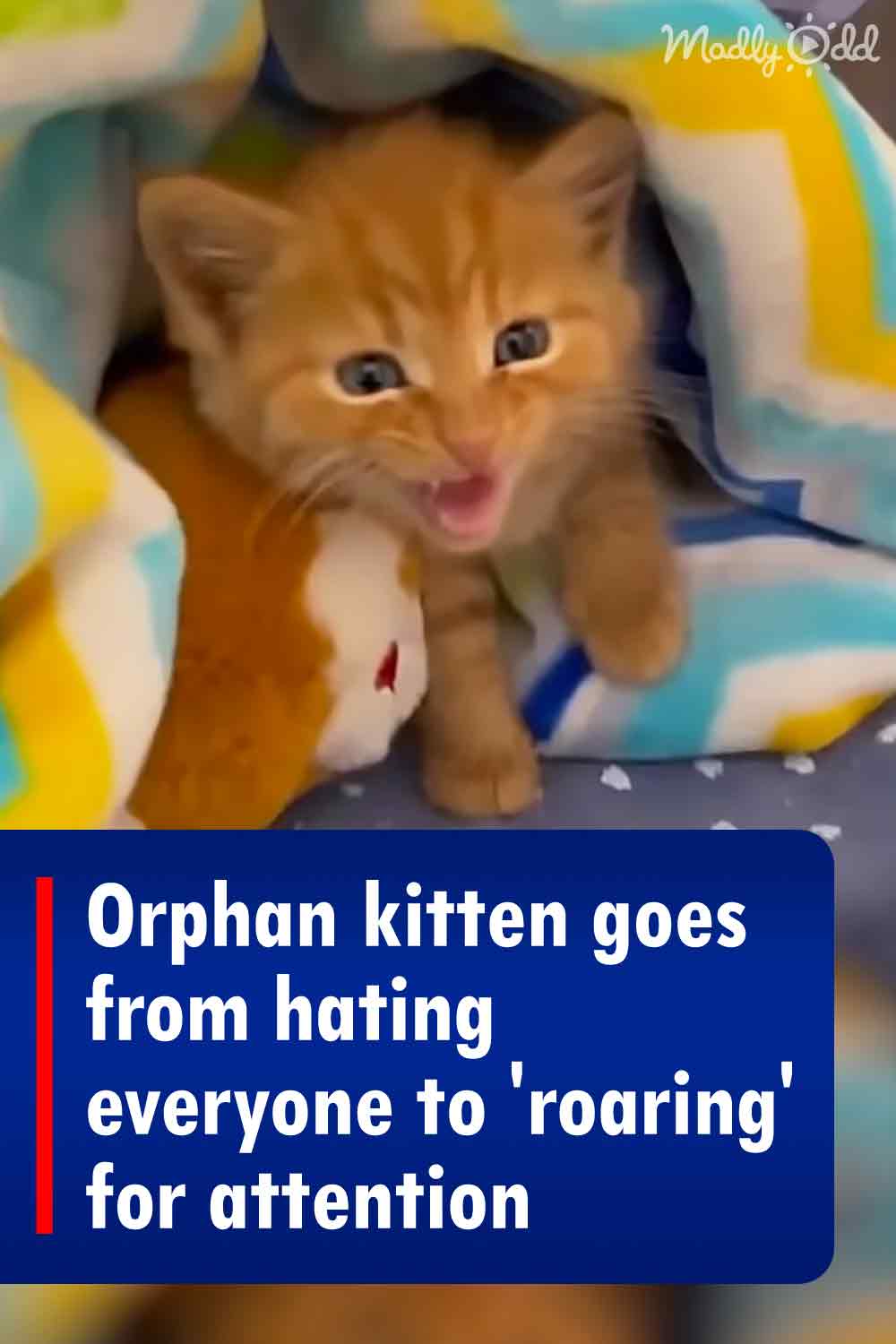 Orphan kitten goes from hating everyone to \'roaring\' for attention