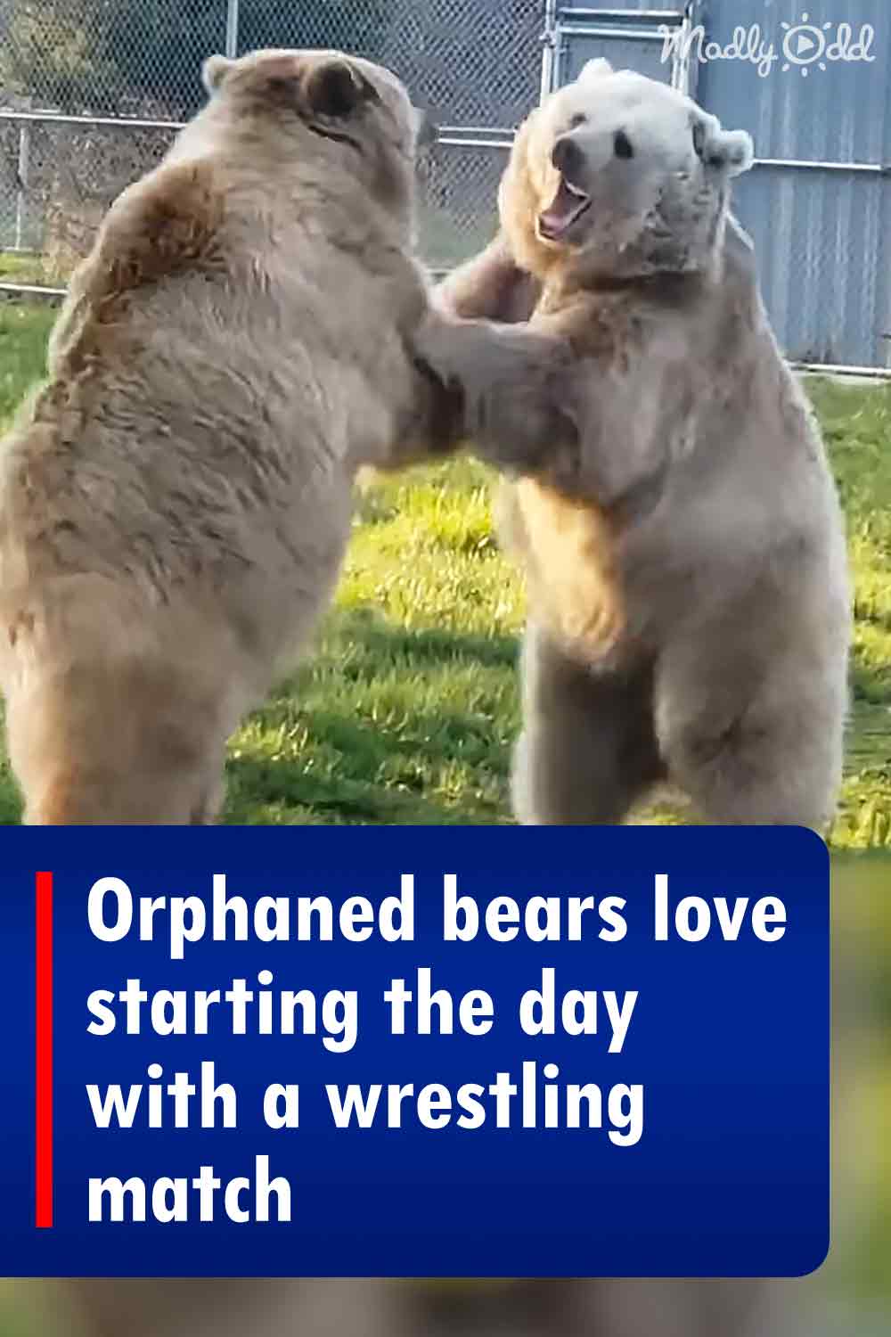 Orphaned bears love starting the day with a wrestling match
